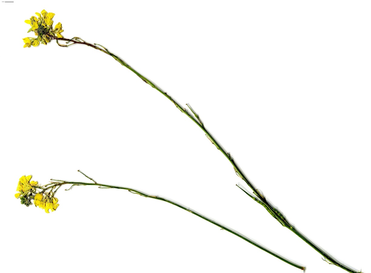 Sinapis arvensis var. orientalis (Brassicaceae)